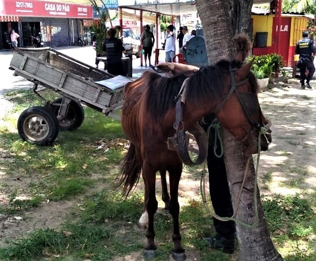 Homem é multado por manter cavalo preso em árvore e sem água em