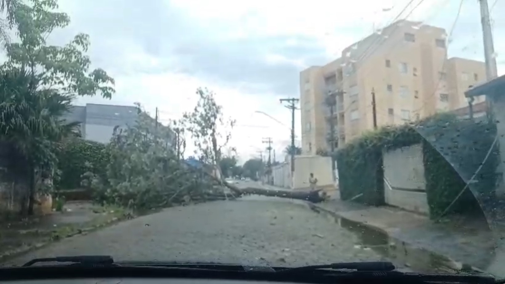 Jacareí em Alerta: Temporal Causa Queda de Árvores e Interrompe o Trânsito