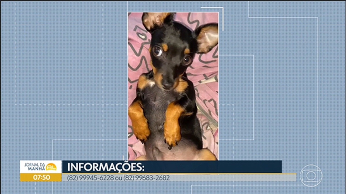 Tutora procura cão de suporte que teria sido levado por casal em Arapiraca: 'Ele é muito importante para mim'