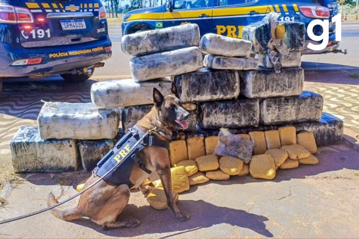 Motorista é preso por transportar mais de 300 kg de 'supermaconha' em MT
