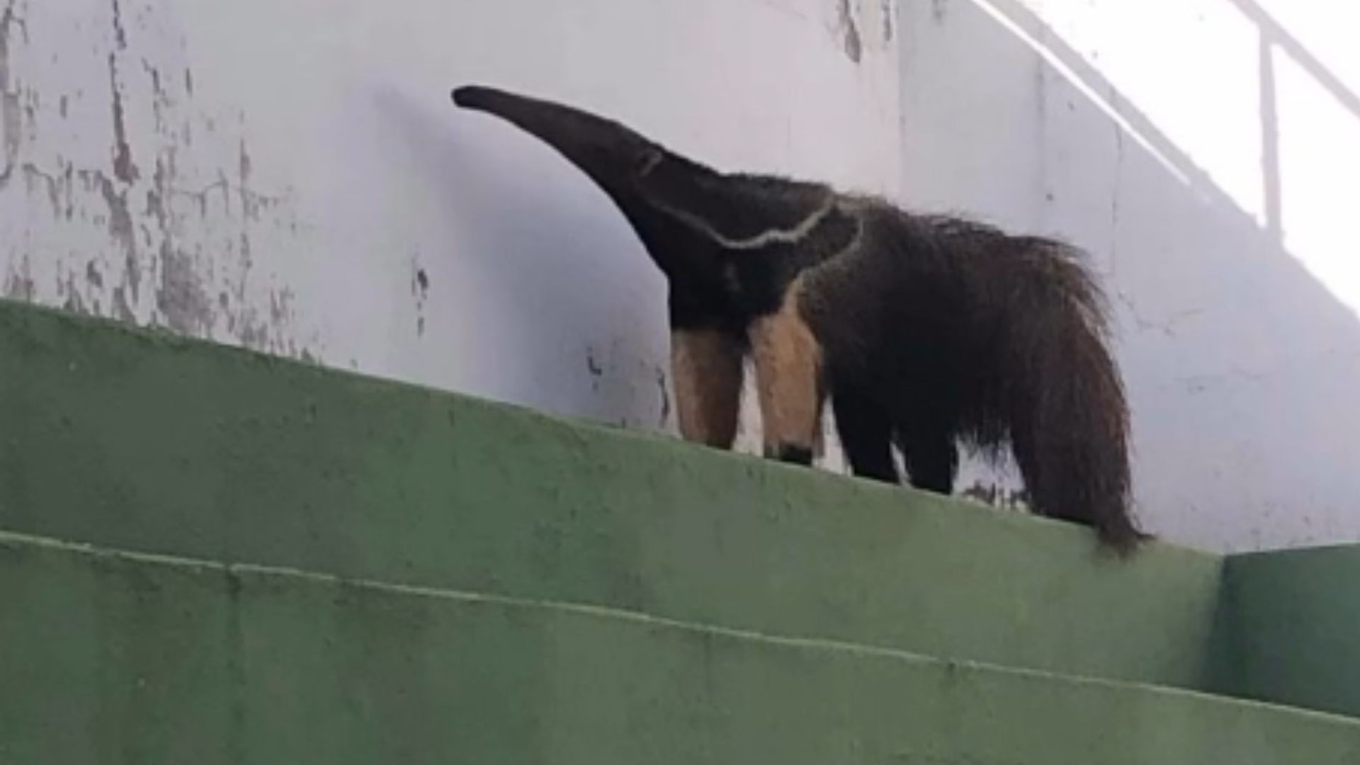 Tamanduá-bandeira é flagrado 'visitando' estádio de futebol no interior de SP; vídeo