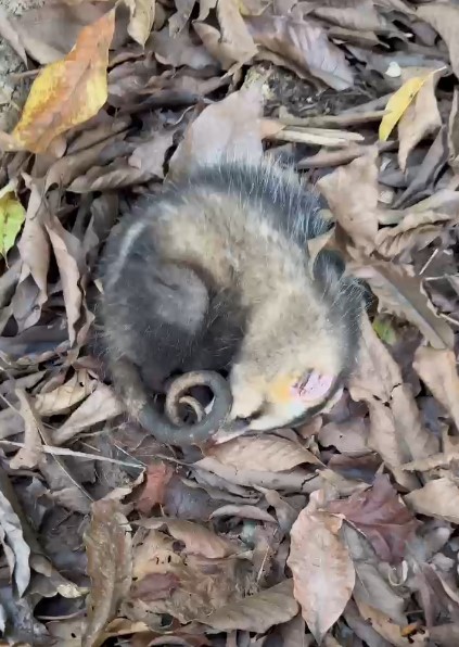 Animal se fingindo de morto? Entenda o motivo
