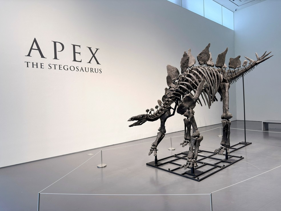 O fóssil do estegossauro 'Apex', exposto em Nova York. — Foto: REUTERS/Roselle Chen
