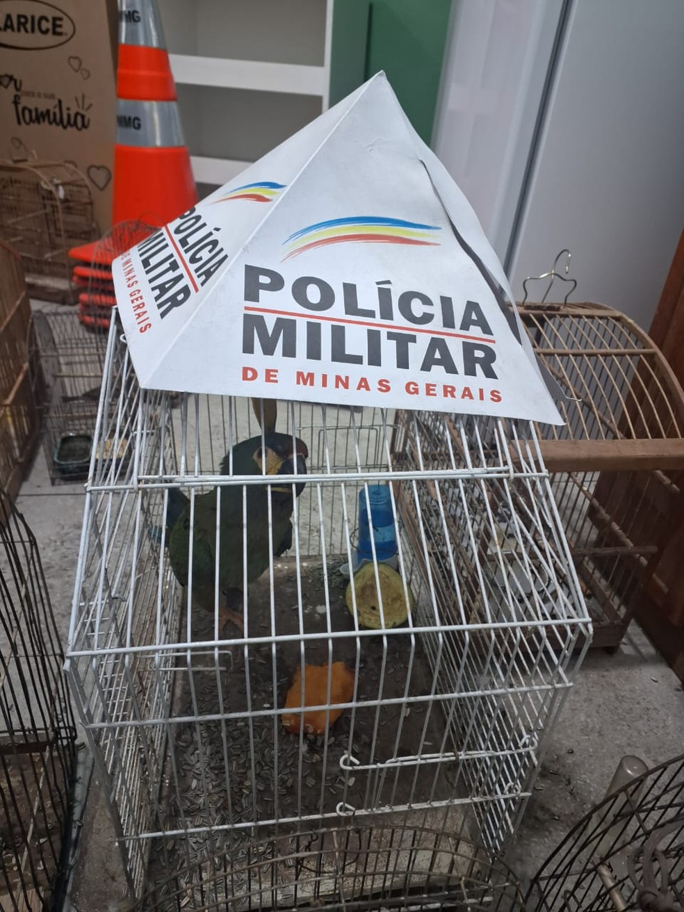 Arara maracanã está entre os animais resgatados em Santos Dumont — Foto: PMMG/Divulgação