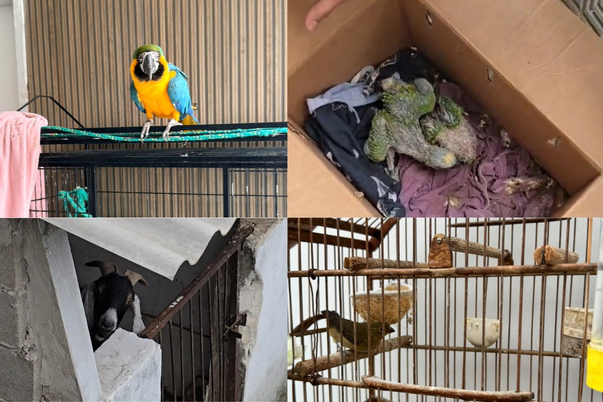 11 animais são resgatados por suspeita de maus-tratos em Volta Redonda