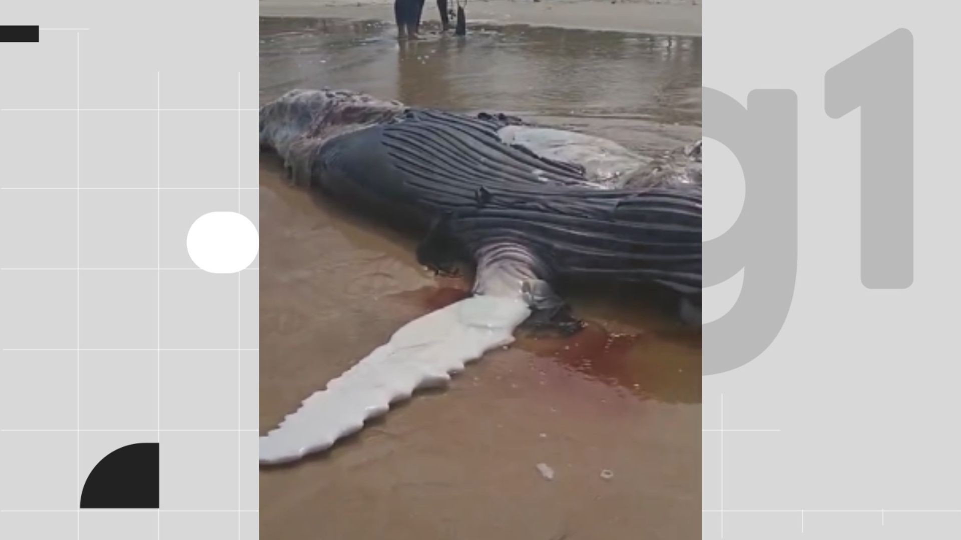 Filhote de jubarte é achado morto na Praia do Paiva; em 72 horas, é a 6ª carcaça de animal marinho encontrada no Grande Recife