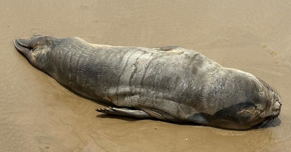 Elefante-marinho-do-sul encontrado debilitado em Aracaju — Foto: FMA