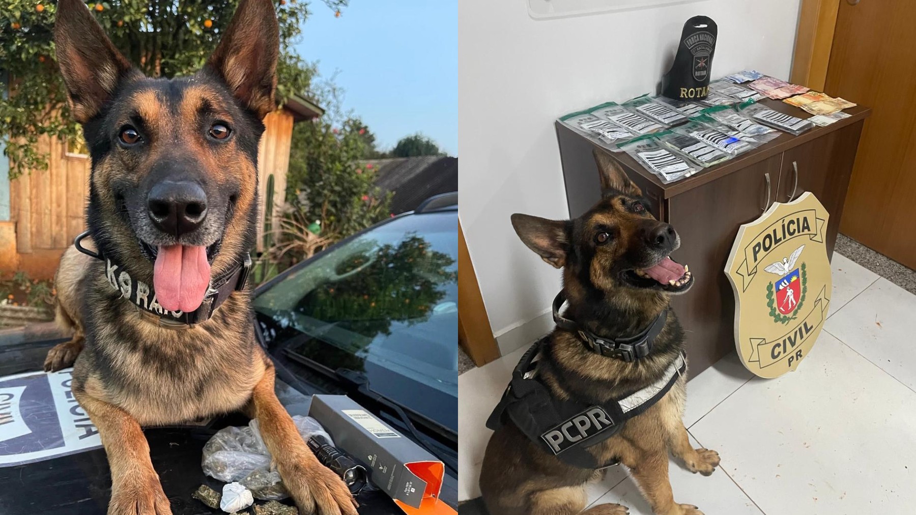 Cão policial que ajudou a apreender 12 toneladas de drogas se aposenta após diagnóstico de câncer, no Paraná