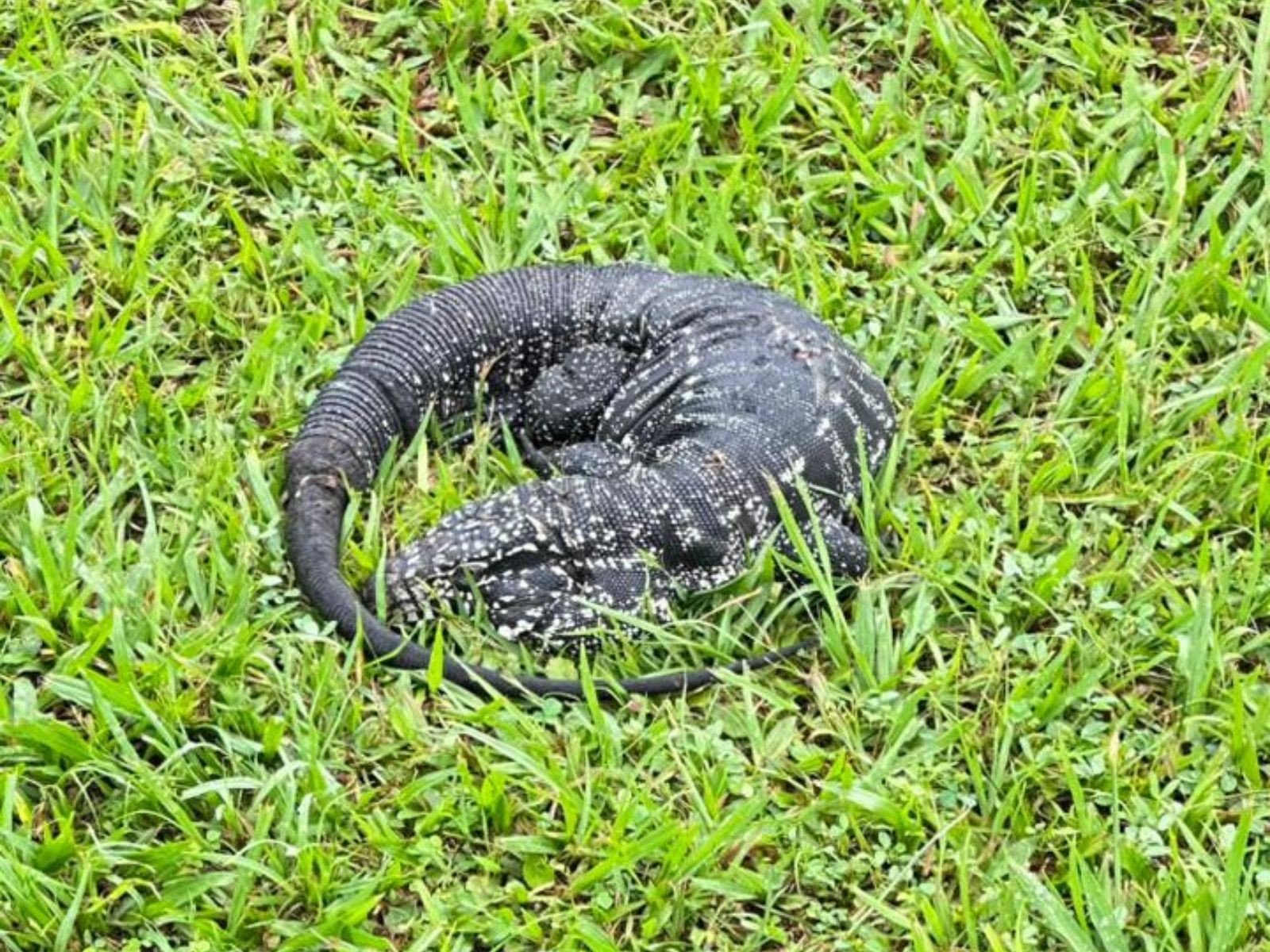 Teiú é flagrado 'descansando' na orla da praia e é resgatado no litoral de SP; VÍDEO”
