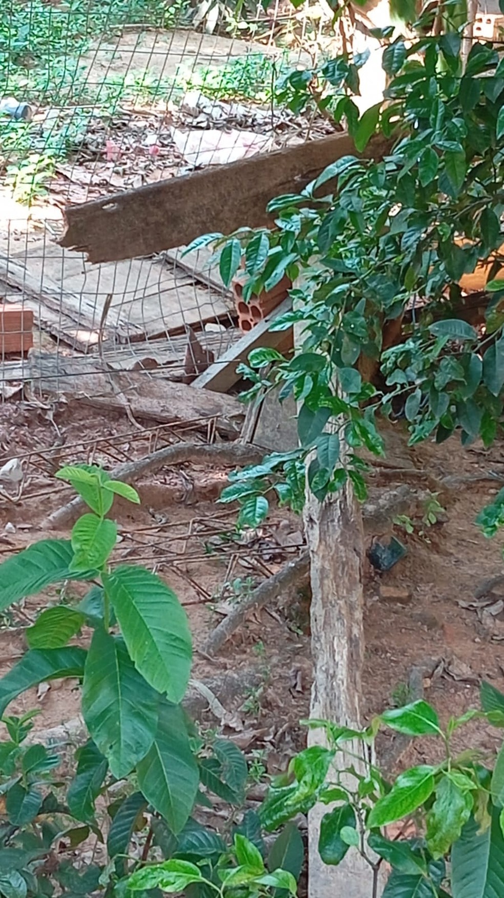 Cães costumavam brigar através desta cerca — Foto: Arquivo pessoal