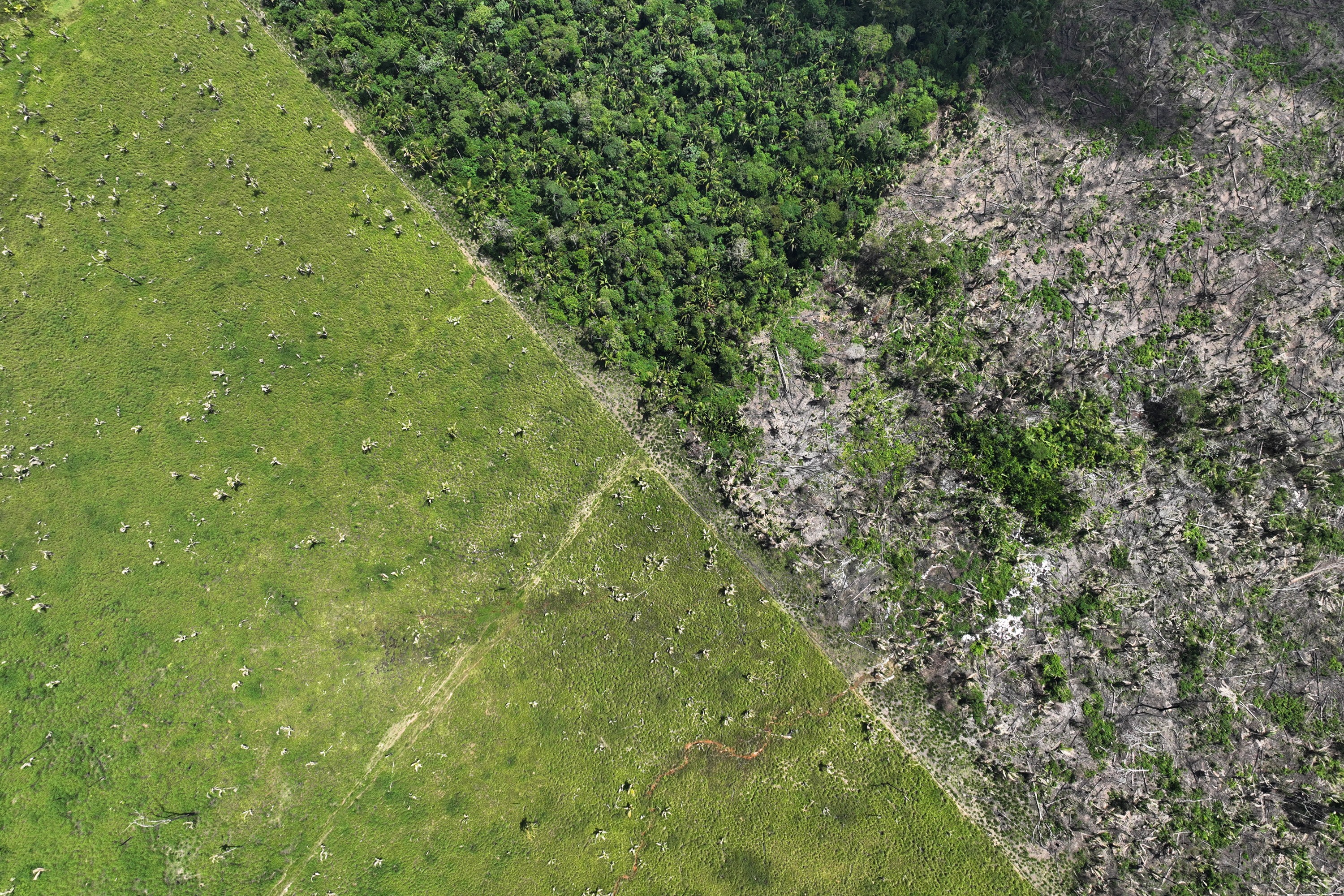 Inpe: taxa de desmatamento na Amazônia cai 21,8%, mostra dado consolidado