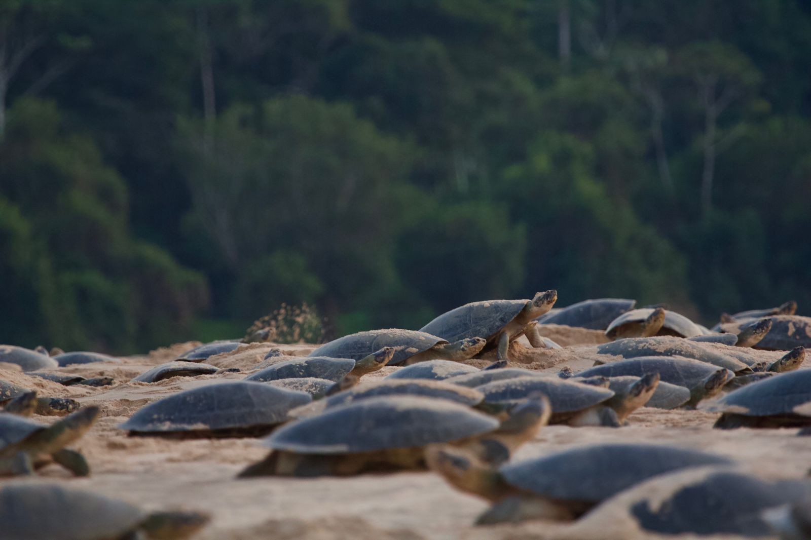 Conheça um dos poucos povos do Brasil autorizados a comer tartarugas e tracajás