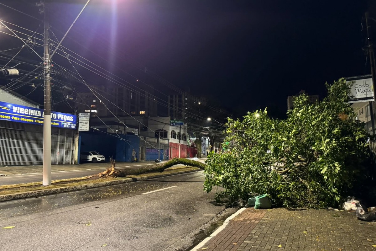 Árvore cai e interdita avenida Nelson D'ávila em São José dos Campos