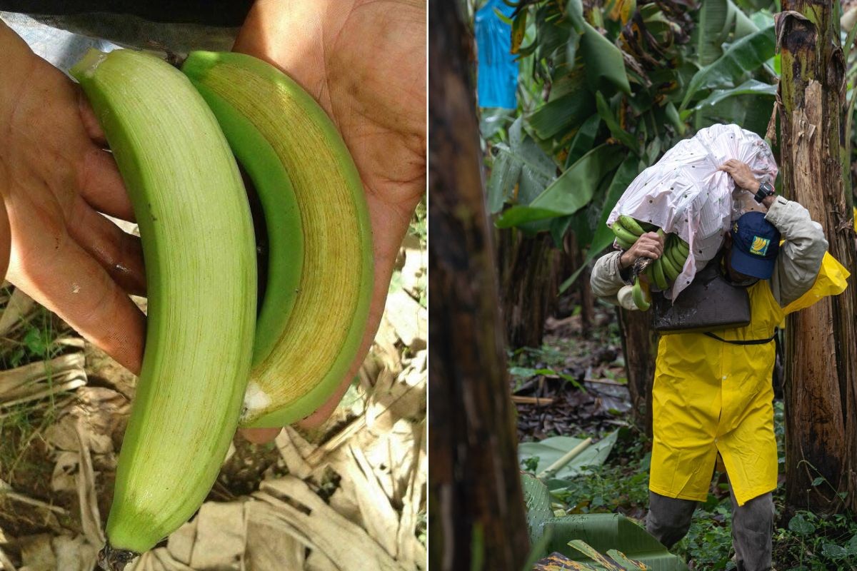 Por que as bananas ficam opacas? Fenômeno gera prejuízo de R$ 100 milhões durante o inverno em SP