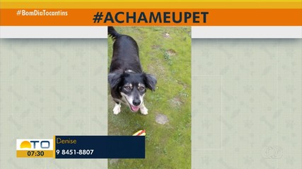Acha Meu Pet: tutora pede ajuda para localizar cachorra desaparecida em Gurupi