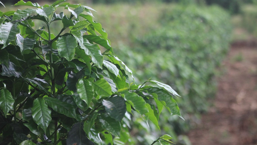 Comportamento do clima é um dos desafios da cafeicultura e dos produtores — Foto: Crédito: Divulgação.