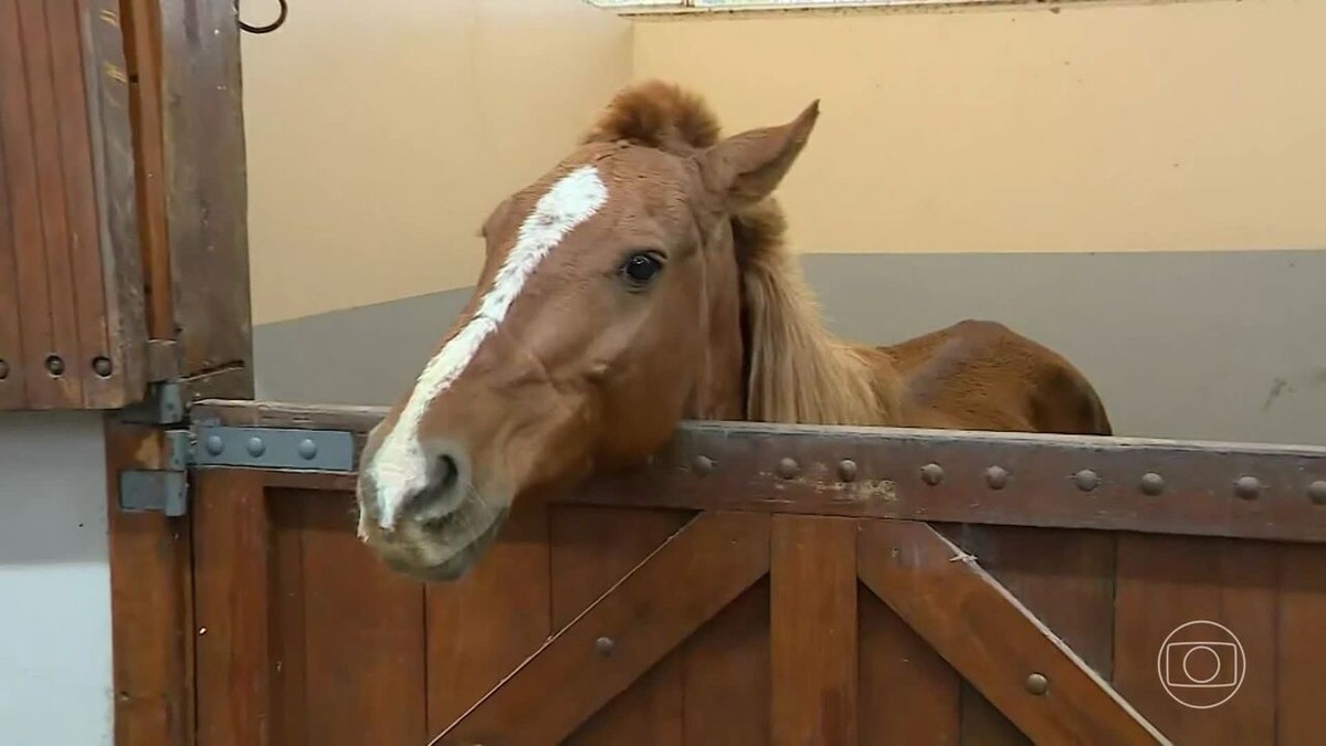 Um dia após o resgate, cavalo Caramelo segue em recuperação