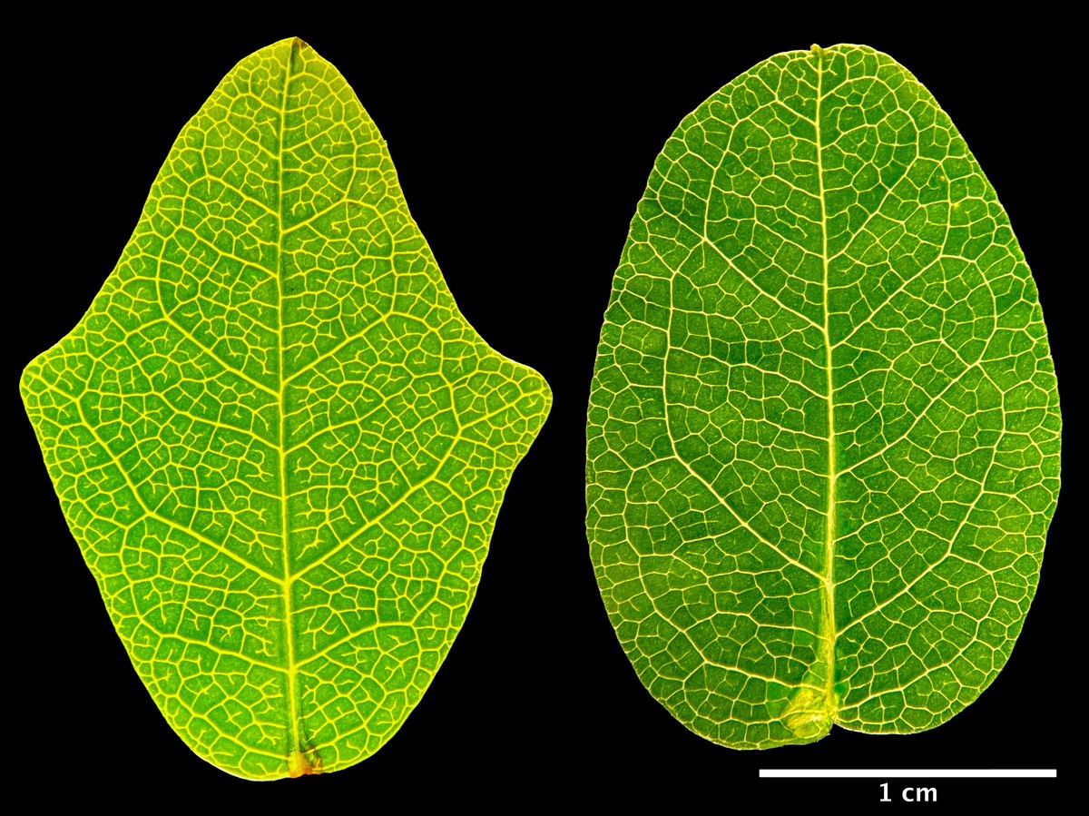 IgNobel 2024 brasileiro é um dos premiados por pesquisa sobre planta