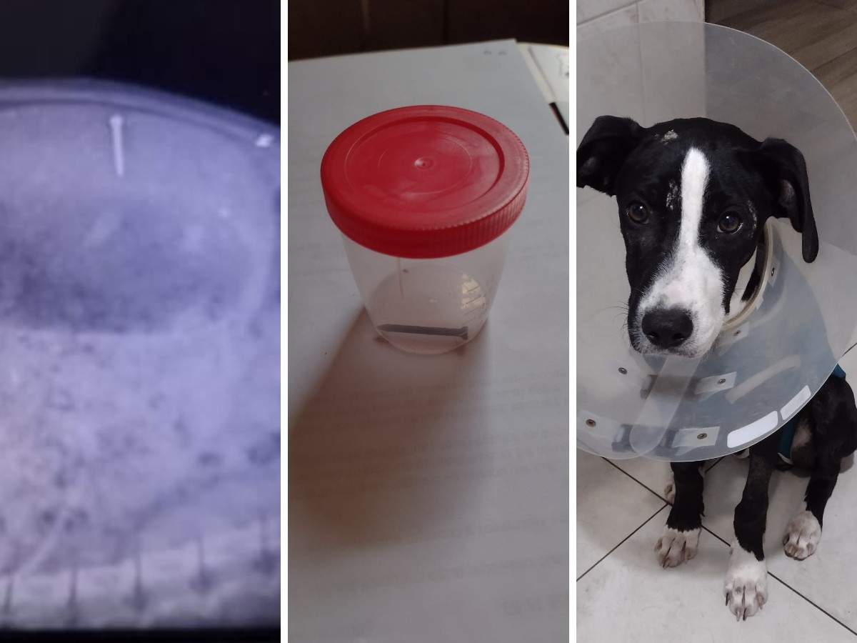 Tutor adota cachorrinha na rua, descobre que ela engoliu prego e a salva: 'Morreria com certeza', diz veterinário