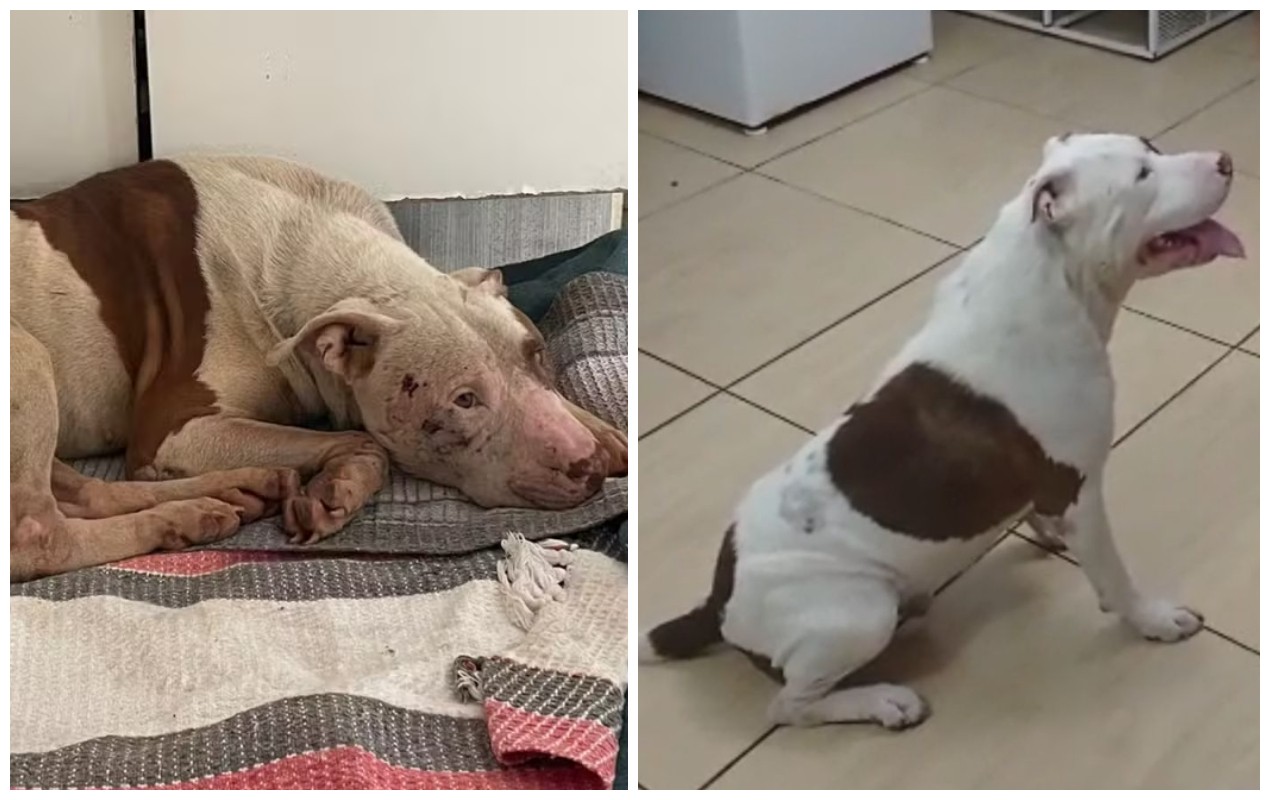 MP arquiva investigação contra PM que arrastou cão e o jogou no lixo em Sorocaba; animal foi adotado