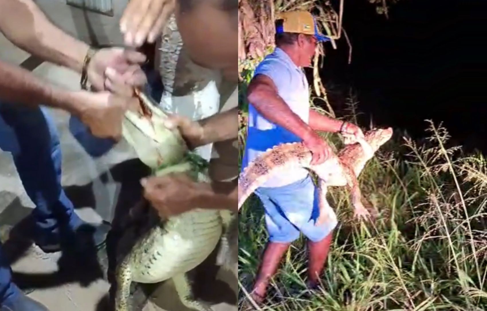 Homem é mordido por jacaré durante captura em Sergipe