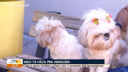Especialista explica como calor afeta saúde de animais domésticos