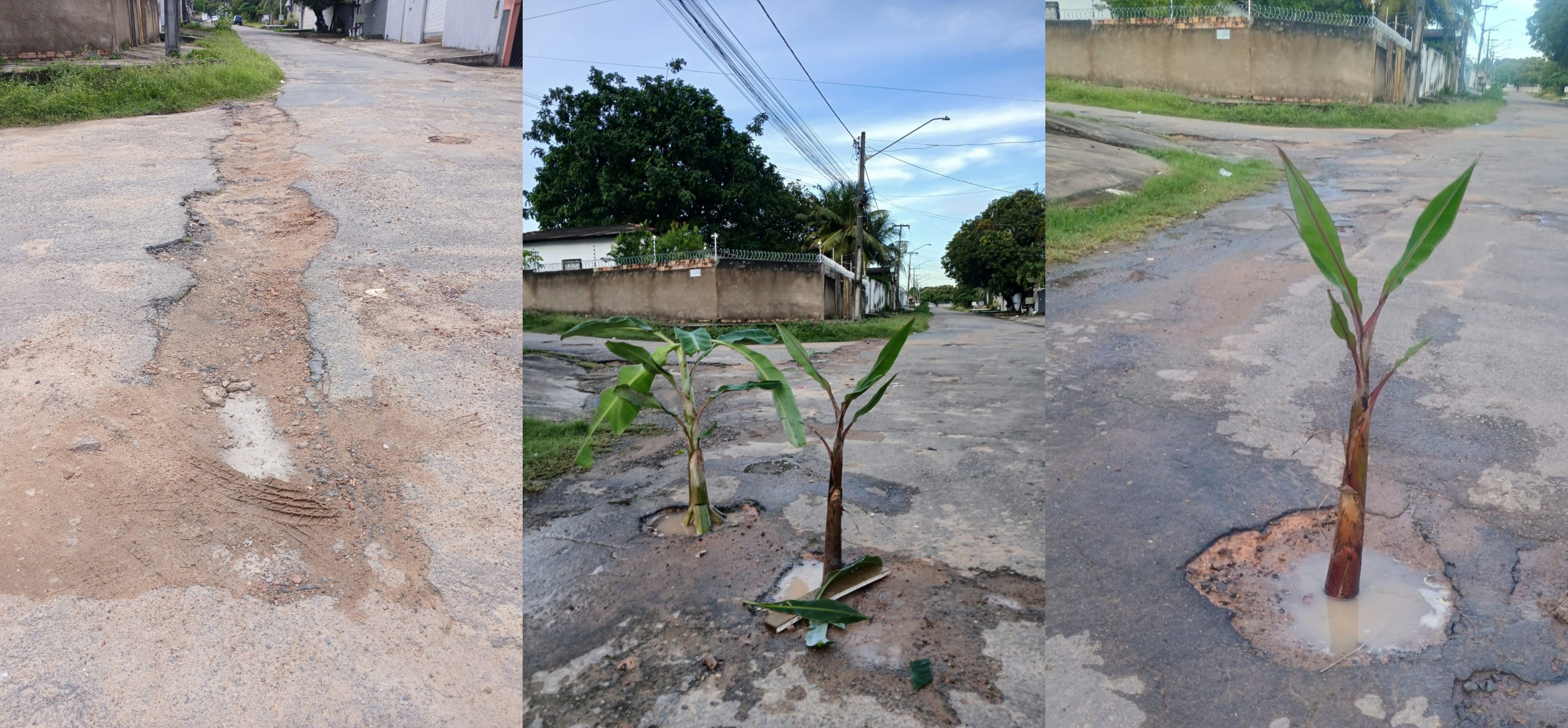 Moradores 'plantam' bananeiras em buracos de rua como protesto para cobrar prefeitura de Boa Vista