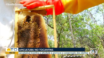 Lei estadual incentiva a apicultura e garante a conservação das abelhas