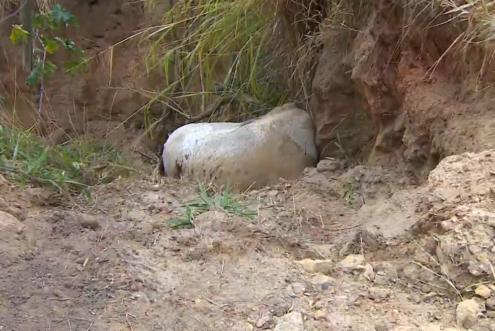 'Cortei por cortar', diz homem que alegou estar bêbado ao mutilar patas de cavalo em Bananal — Foto: Reprodução/TV Vanguarda