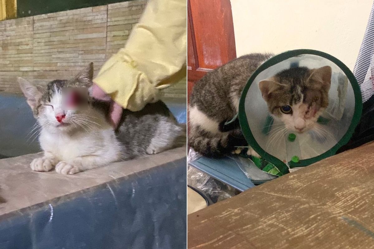 🚨IMAGENS FORTES: GAROTA FAZ TRANSMISSÃO AO VIVO M*TANDO GATO🚨 🤬Recebemos  DIVERSAS marcações sobre esse caso ABSURDO! Uma garota chamada Esther  (não, By Cadeia Para Maus-tratos