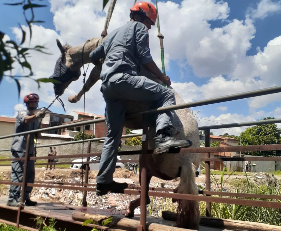Animal se machucou após ficar preso em frestas de ponte no bairro DIC 1, em Campinas (SP). — Foto: Imagens cedidas/BAEP