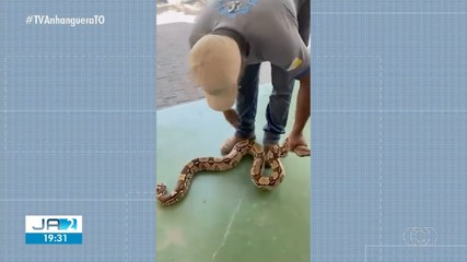 Jiboia de quase 2 metros é resgatada em Augustinópolis