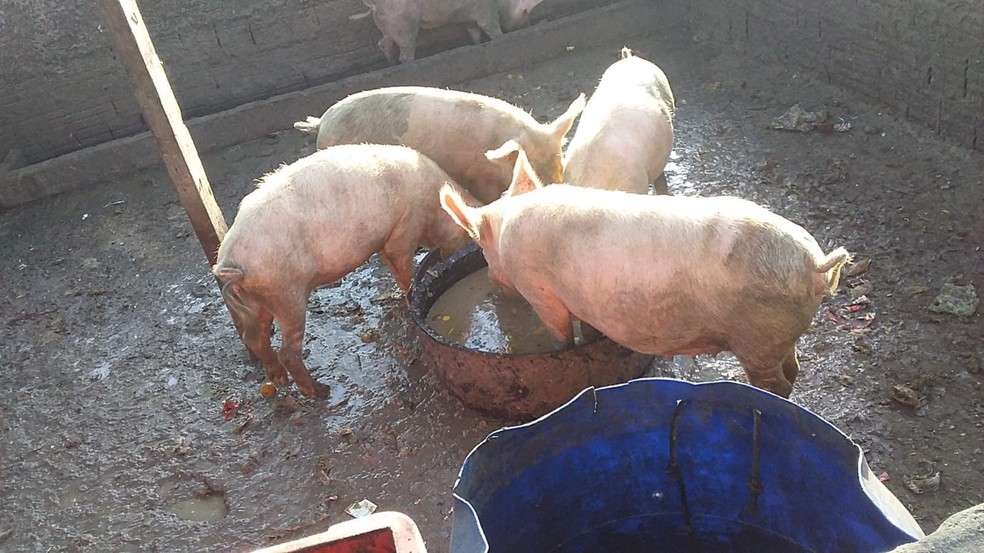Al&eacute;m dos galos e do material para a rinha, uma cria&ccedil;&atilde;o de porcos, um freezer cheio de carnes e uma balan&ccedil;a foram encontrados na casa. &mdash; Foto: Foto: Divulga&ccedil;&atilde;o/GMN