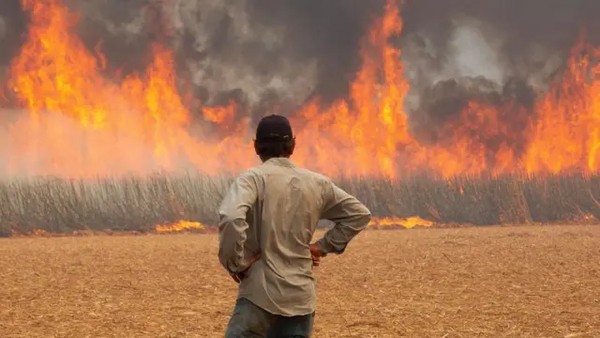 Um homem observa um incêndio em uma plantação de cana-de-açúcar perto da cidade de Dumont. — Foto: Getty Images via BBC