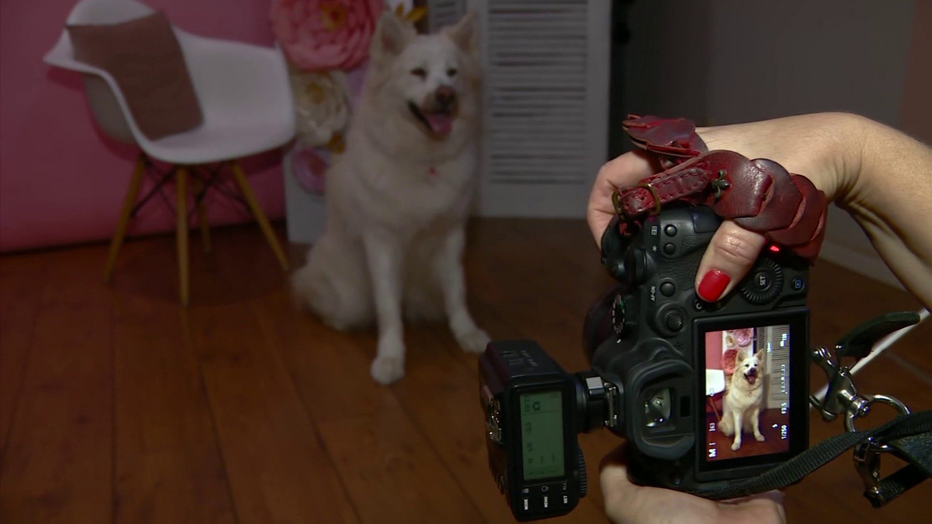 De confeitaria a estúdio de fotografia para pets: diversidade impulsiona setor na região de Campinas