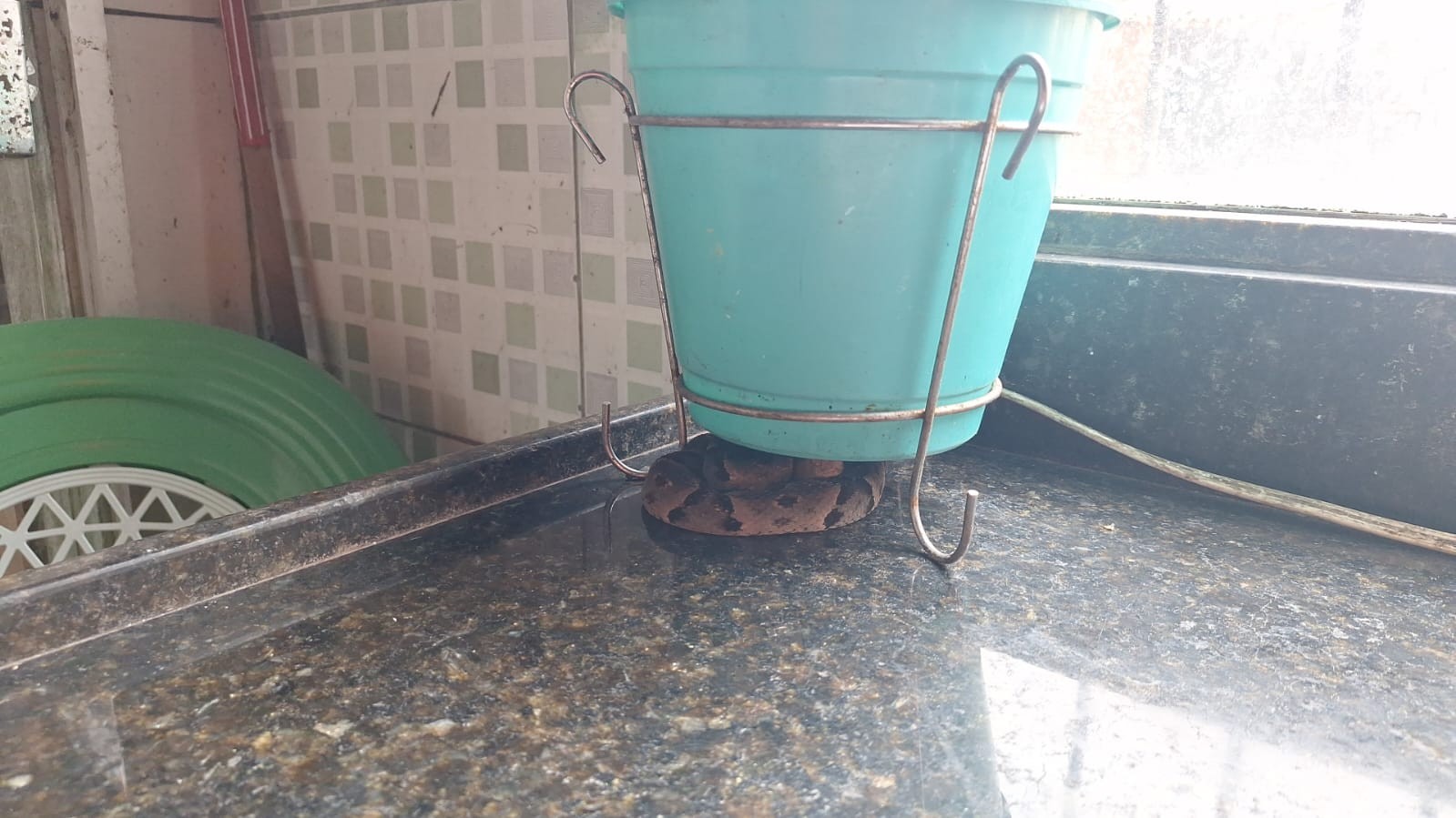 Jararaca é encontrada sobre pia de cozinha em MG