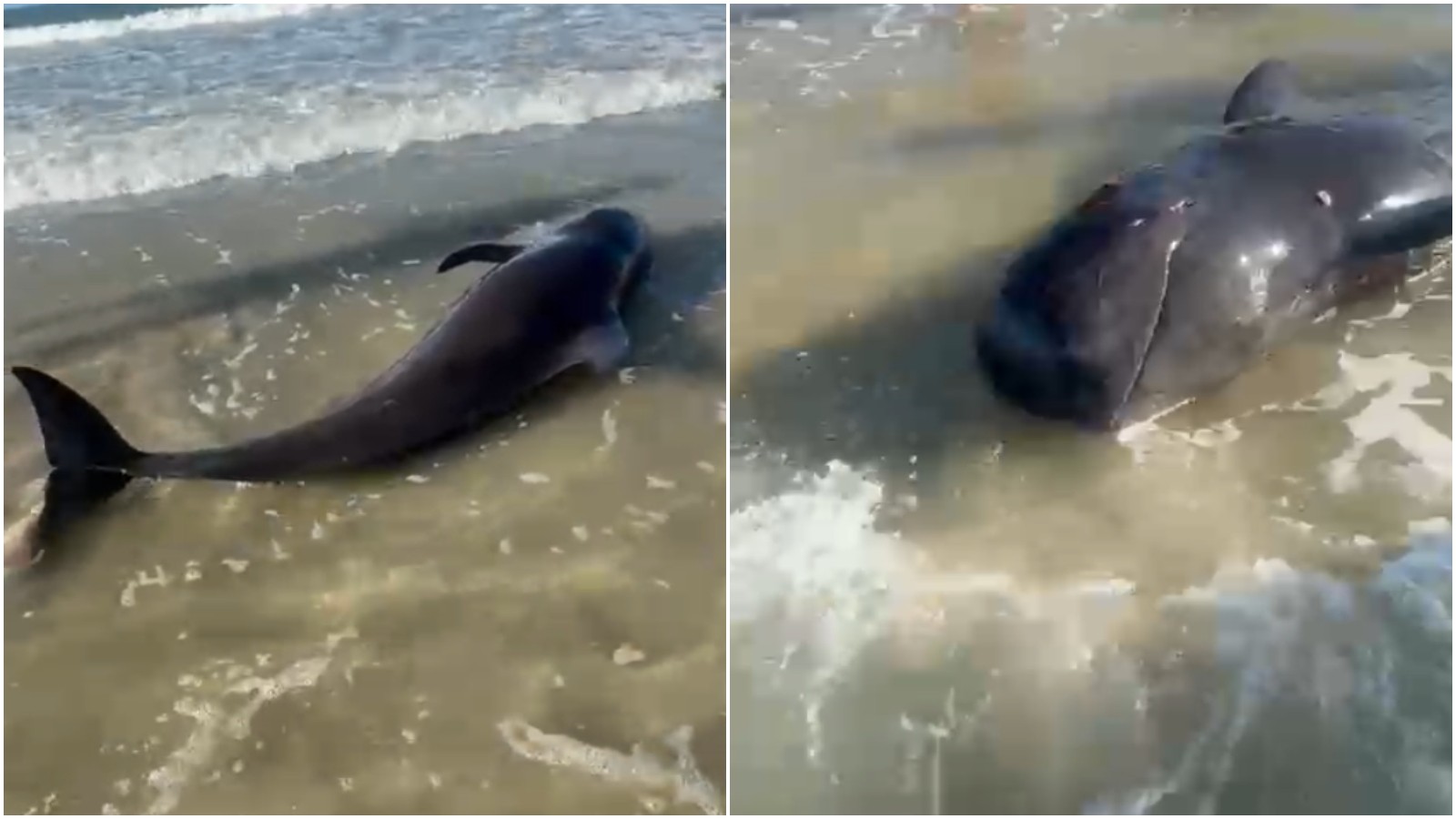 Filhote de baleia de quase três metros morre encalhado no litoral cearense