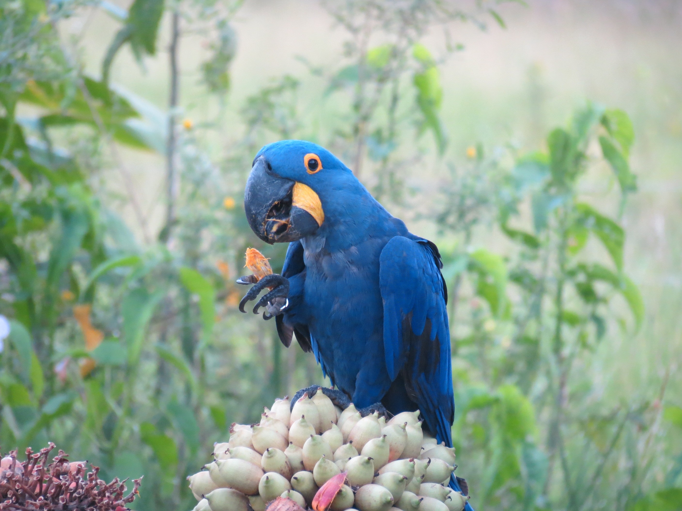 Aves sentem gosto dos alimentos? Entenda por que araras comem pimenta sem sentir ardência