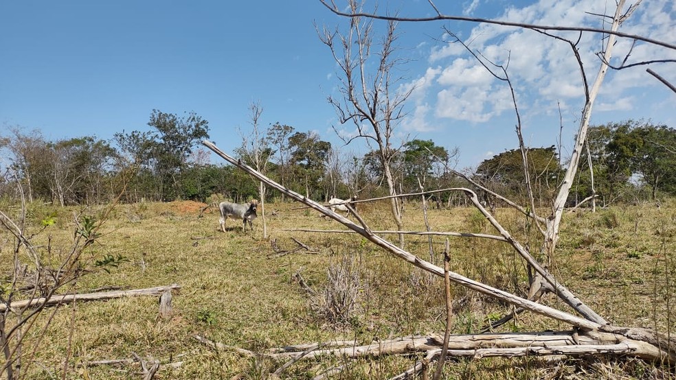Fiscalização constatou a presença irregular de gado em parque ecológico — Foto: Polícia Militar Ambiental