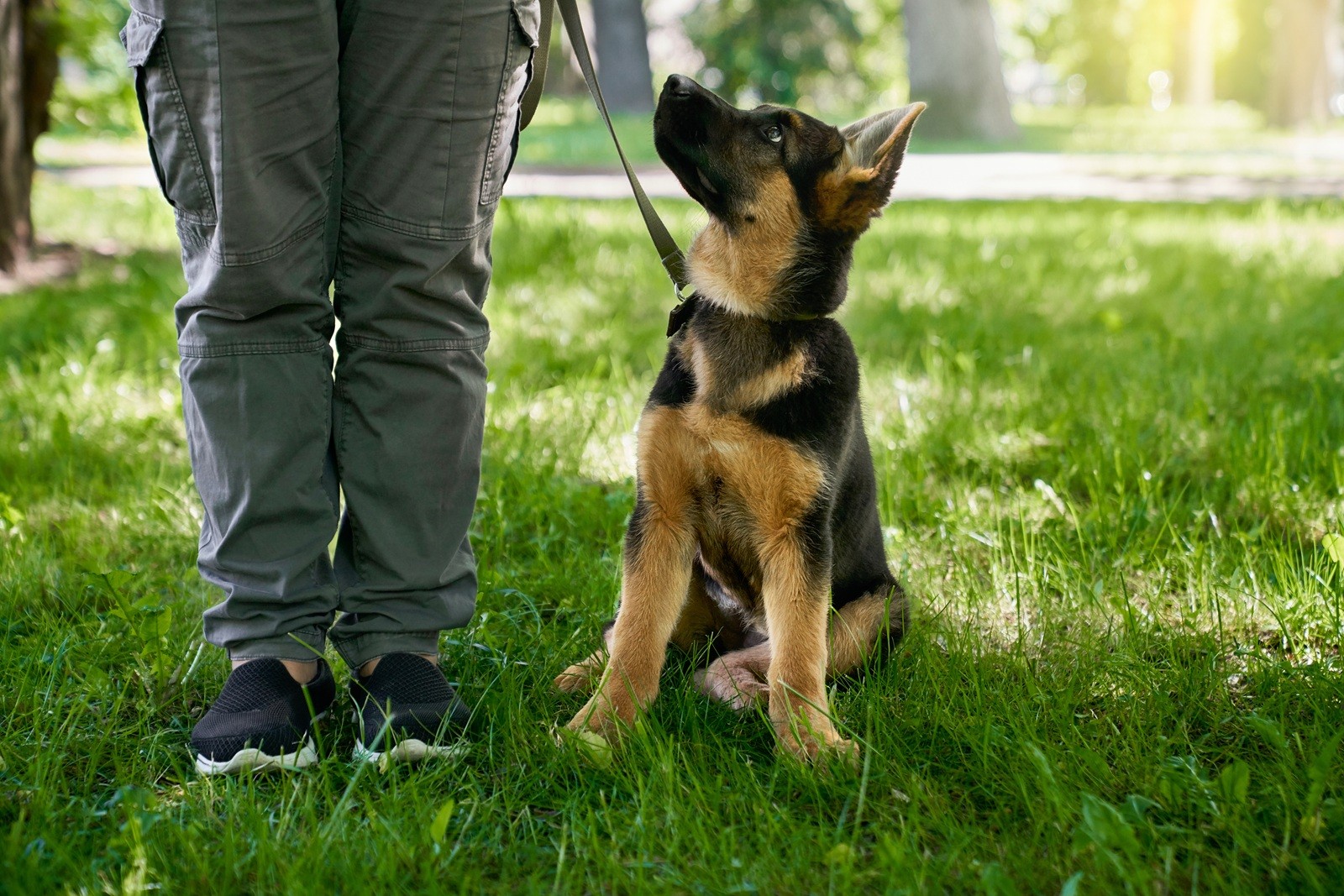 Lei no RN cria punições para casos de violência física ou psicológica no adestramento de animais