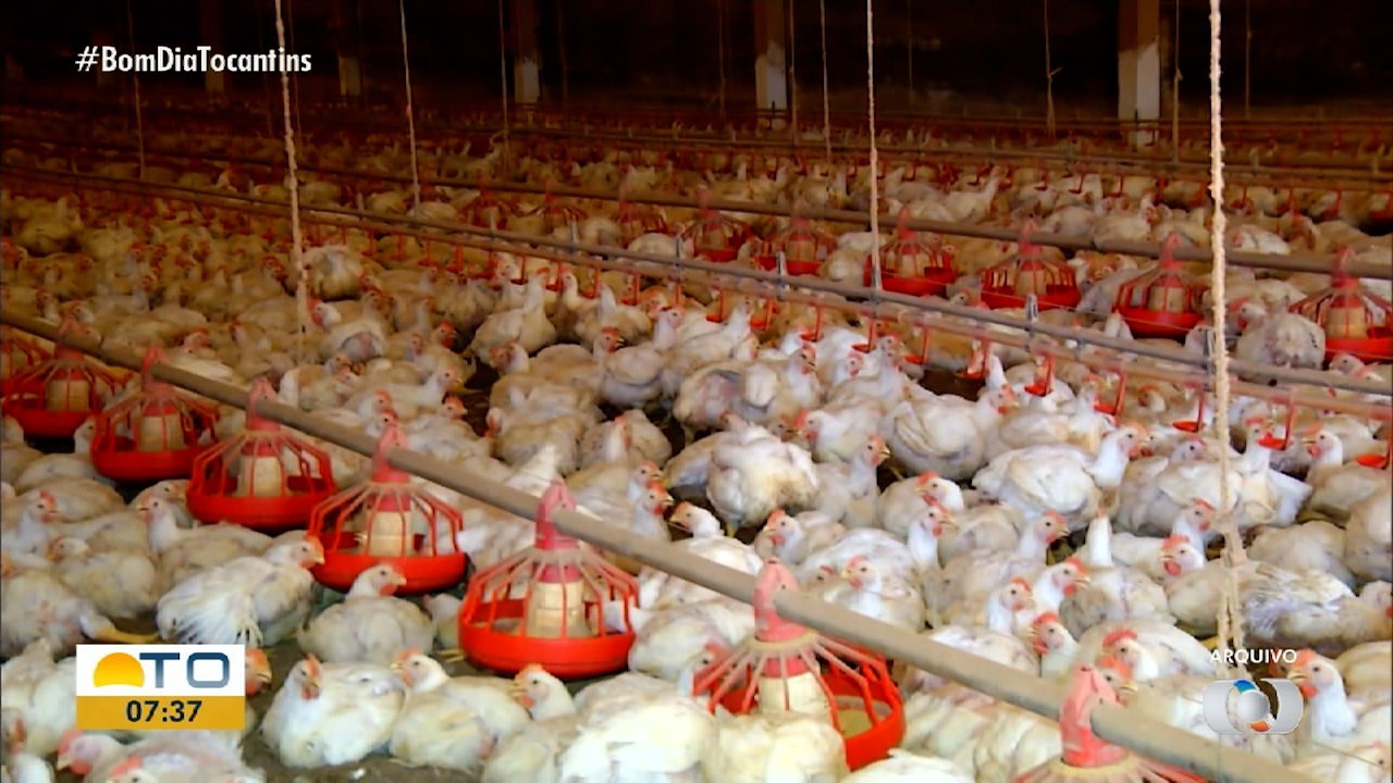 Gripe Aviária: Ministério da Agricultura investiga possível caso em abatedouro no Tocantins