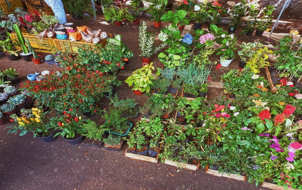 Lírio, hortênsia, espada de São Jorge e mais: veterinária explica quais plantas podem ser tóxicas para animais