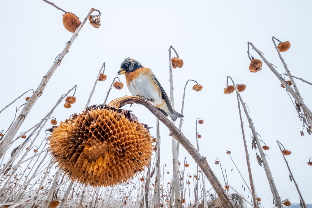 'Paraíso girassol' - Foto vencedora na categoria Aves no meio ambiente — Foto: Mateusz Piesiak/Bird Photographer of the Year