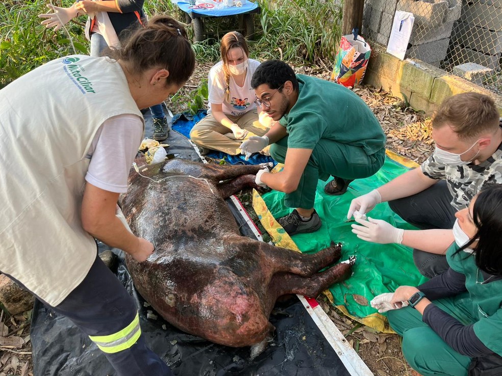 Anta, ainda com vida, ferida em queimada no noroeste paulista foi levada para ONG em Jundiaí — Foto: Mata Ciliar/Divulgação