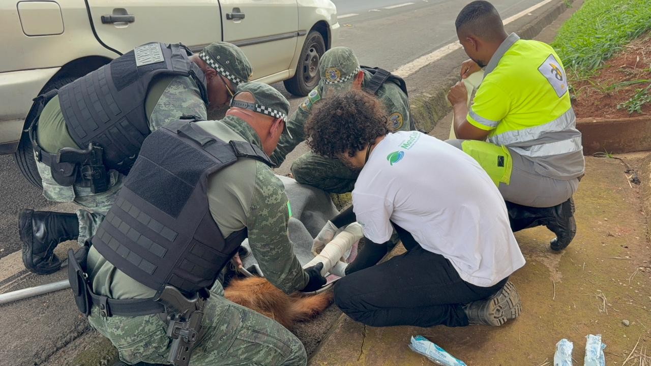 GM de Piracicaba resgata lobo-guará atropelado em rodovia