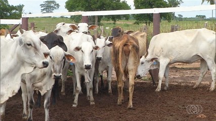 Confira o giro de notícias do agro para Tocantins