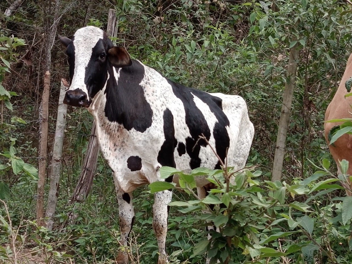 Mais de 150 cabeças de gado e 700 munições são apreendidas durante operação 'Boi na linha'