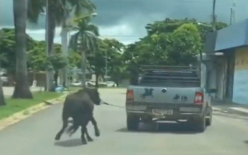 Após ultrapassagem, carro bate contra cavalo e mata passageira em Goiás