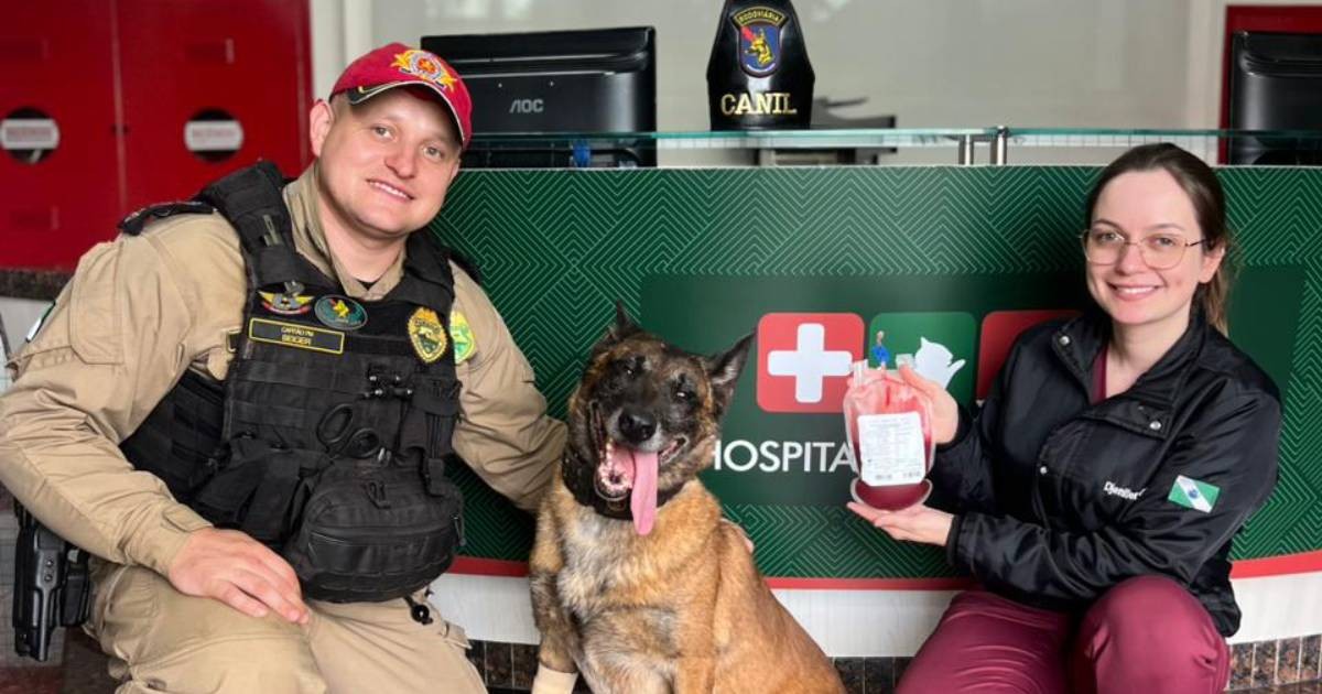 Cão policial faz doação de sangue no Paraná para salvar cadela atropelada