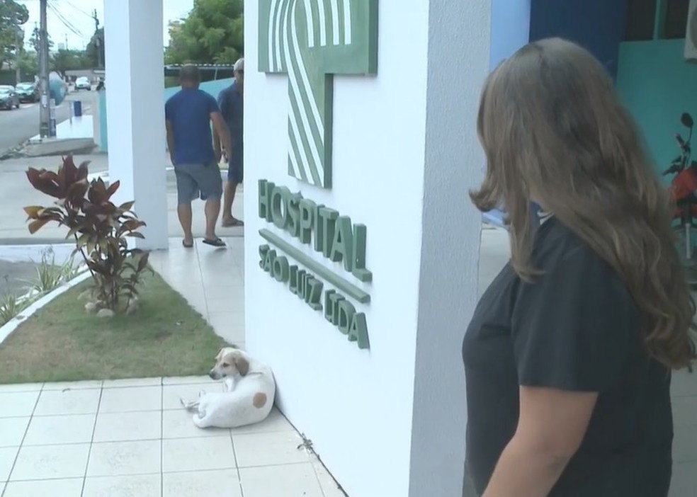 Equipe de hospital promove alguns encontros à distância para que tutor e cadela possam se ver. — Foto: Reprodução/TV Cabo Branco.